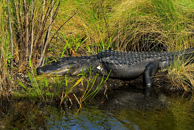 File:Big boy at Lake Woodruff - Flickr - Andrea Westmoreland.jpg