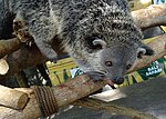 Thumbnail for File:Binturong at Bali Safari and Marine Park.jpg