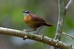 Black-capped Babbler 0A2A0944.jpg