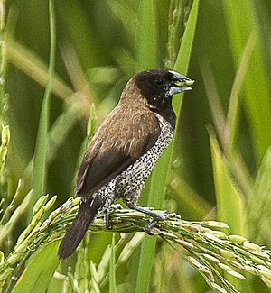 Wave belly bronze male, Sulawesi