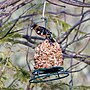 Thumbnail for File:Black-headed grosbeak (33884345012).jpg