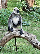 Black Footed Langur Log Nagarhole Dec21 D72 21387.jpg