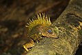 Blue-eyed Anglehead Lizard (Gonocephalus liogaster) male (Photo by Xavier MALLERET) (24457352616).jpg