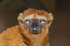 ♀ Eulemur flavifrons