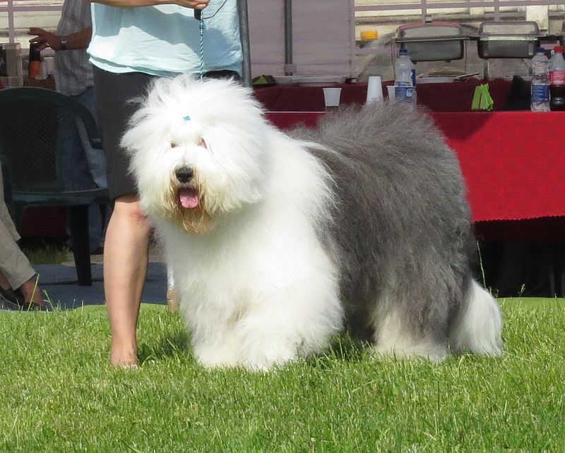 PERRO BOBTAIL 30CM O ANTIGUO PASTOR INGLÉS