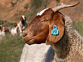 Capra aegagrus hircus (A Domestic Boer Goat)