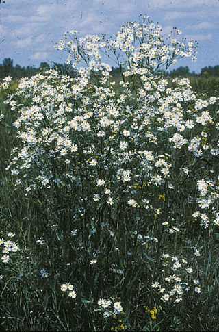 <i>Boltonia asteroides</i> Species of flowering plant