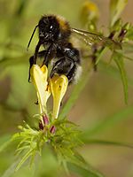 Bombus hortorum - Melampyrum pratense - Tallinn.jpg