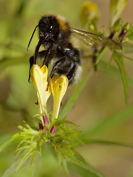 File:Bombus hortorum - Melampyrum pratense - Tallinn.jpg