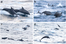 Mixed-species pod of common bottlenose dolphins (Tursiops truncatus) and false killer whales Bottlenose dolphins and false killer whales.gif