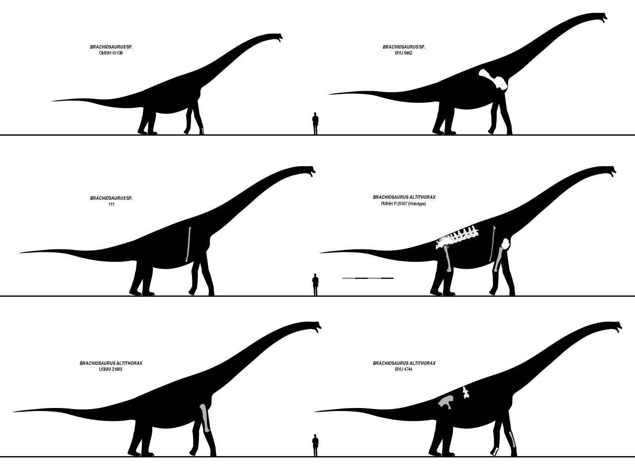 Six of the nine described specimens attributed to Brachiosaurus. 