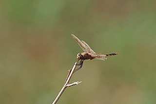 <i>Brachymesia herbida</i> Species of dragonfly