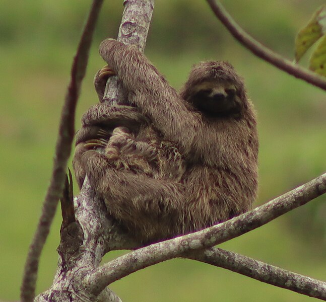 File:Bradypus variegatus in Espirito Santo, Brazil - 2.jpg