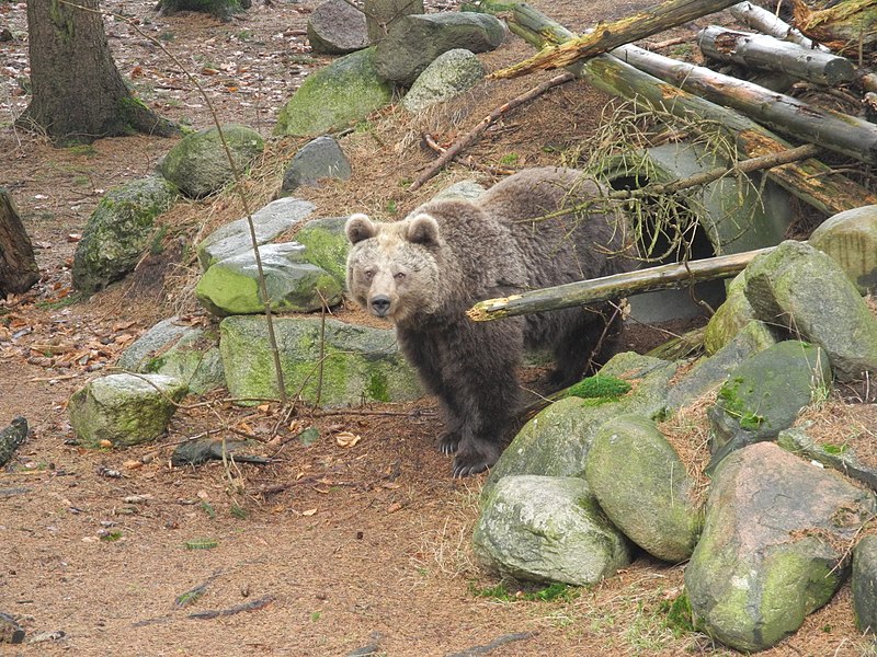 File:Braunbär im Wingster Zoo.jpg