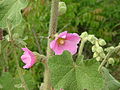 Bristly Hollyhock 03.jpg