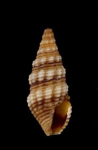 <i>Buchema primula</i> Species of gastropod
