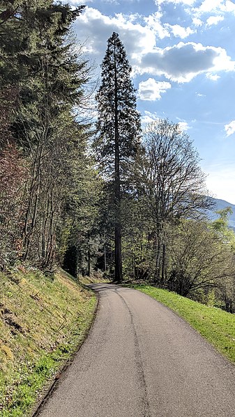 File:Buchenbach Baum 20190418 174044.jpg