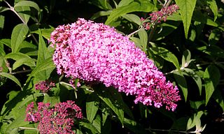 <i>Buddleja</i> Pink Delight Flowering plant cultivar