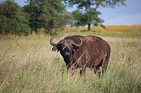 African buffalo at Akagera National Park