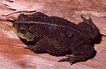 Bufo fernandezae.jpg