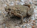 Miniatura para Bufo stejnegeri