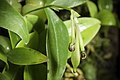 Bulbophyllum physometrum