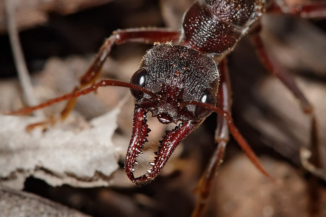 Mandible (insect mouthpart)