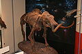 Burpee - Columbian Mammoth 1.JPG