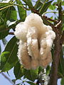 An open fruit pod, displaying the silk-like fibers that give the tree its name