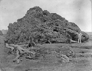 COLLECTIE TROPENMUSEUM Groot brok koraal uit zee dat bij Anjer op land is geworpen na de uitbarsting van de Krakatau in 1883. TMnr 60005541.jpg