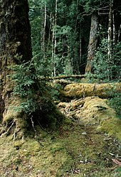 Cool temperate rainforest in Tasmania, Australia CSIRO ScienceImage 541 Cool Temperate Rainforest Tasmania.jpg