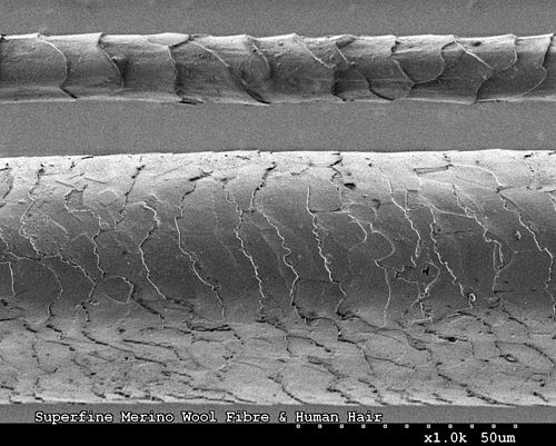 CSIRO ScienceImage 8115 Human hair and Merino wool fibre.jpg