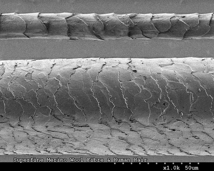 File:CSIRO ScienceImage 8115 Human hair and Merino wool fibre.jpg