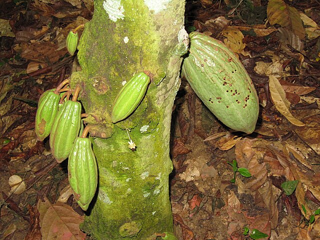 Cabosse de cacaoyer (Cameroun).