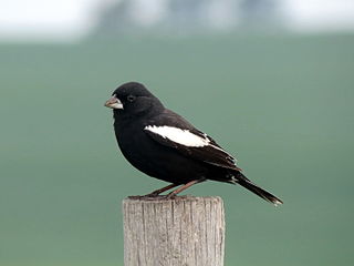 <span class="mw-page-title-main">Lark bunting</span> Species of bird