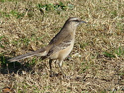 Mimidae: Familia de aves