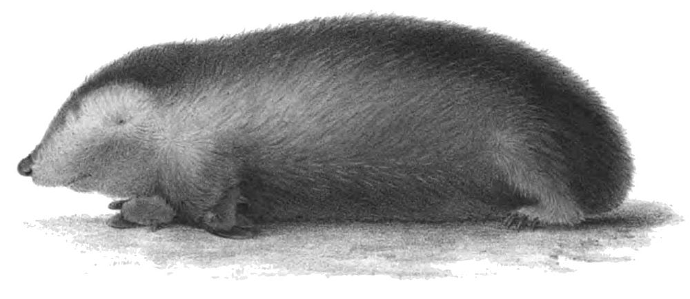 The average adult size of a Yellow golden mole is  (0' 4