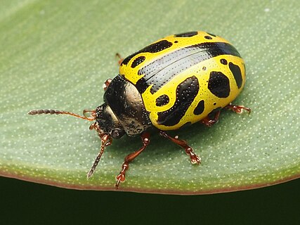 Calligrapha fulvipes beetle in Panama