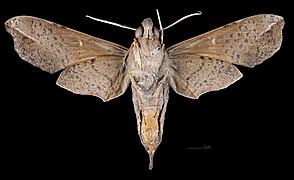 Callionima pan MHNT CUT 2010 0 337 French Guiana, female ventral.jpg