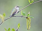 Thumbnail for File:Calliope Hummingbird 7088m.jpg