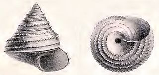 <i>Calliotropis vaillanti</i> species of mollusc