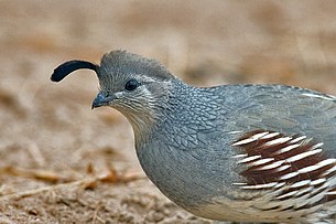 Callipepla gambelii female.jpg