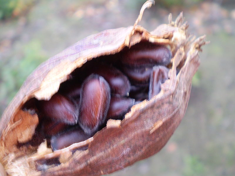 File:Calycanthus floridus 0.11 R.jpg