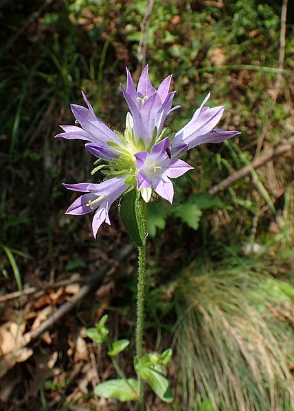 File:Campanula lingulata kz03.jpg