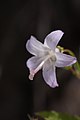 Campanula scouleri