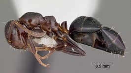 Camponotus cerberulus