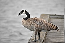 A Canada goose along the Harbourfront of Toronto Canada Goose, Toronto 13.jpg