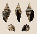 * Nomination Shell of a Brown-black Little Bear Conch, Canarium urceus f. ustulatus --Llez 05:13, 9 September 2011 (UTC) * Promotion Good quality. --Taxiarchos228 06:17, 9 September 2011 (UTC)