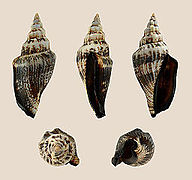 Canarium urceus f. ustulatus (Brown-black Little Bear Conch), Shell