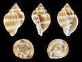 * Nomination Shell of a Common nutmeg, Cancellaria reticulata --Llez 18:39, 17 December 2018 (UTC) * Promotion  Support Good quality. --Poco a poco 18:52, 17 December 2018 (UTC)